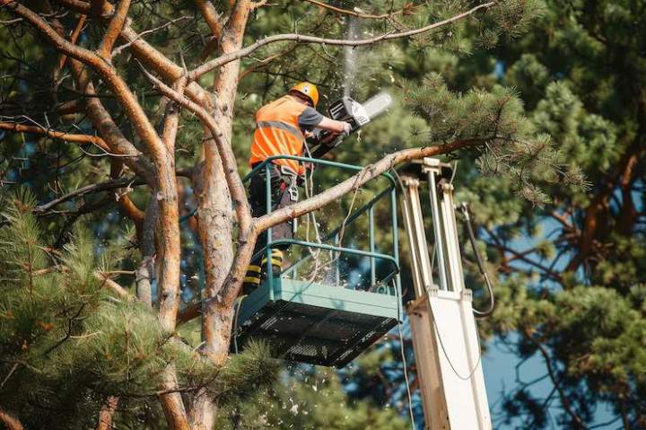 Élagage et d'entretien d'arbre Crèvecoeur-le-Grand